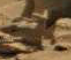 mars anomaly animal statue sol 712 was life on mars