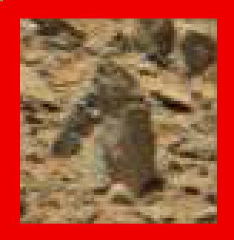 mars anomaly sea horse stone sol 710 was life on mars