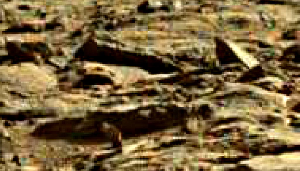 mars sol 1262 anomaly 1a-1 was life on mars