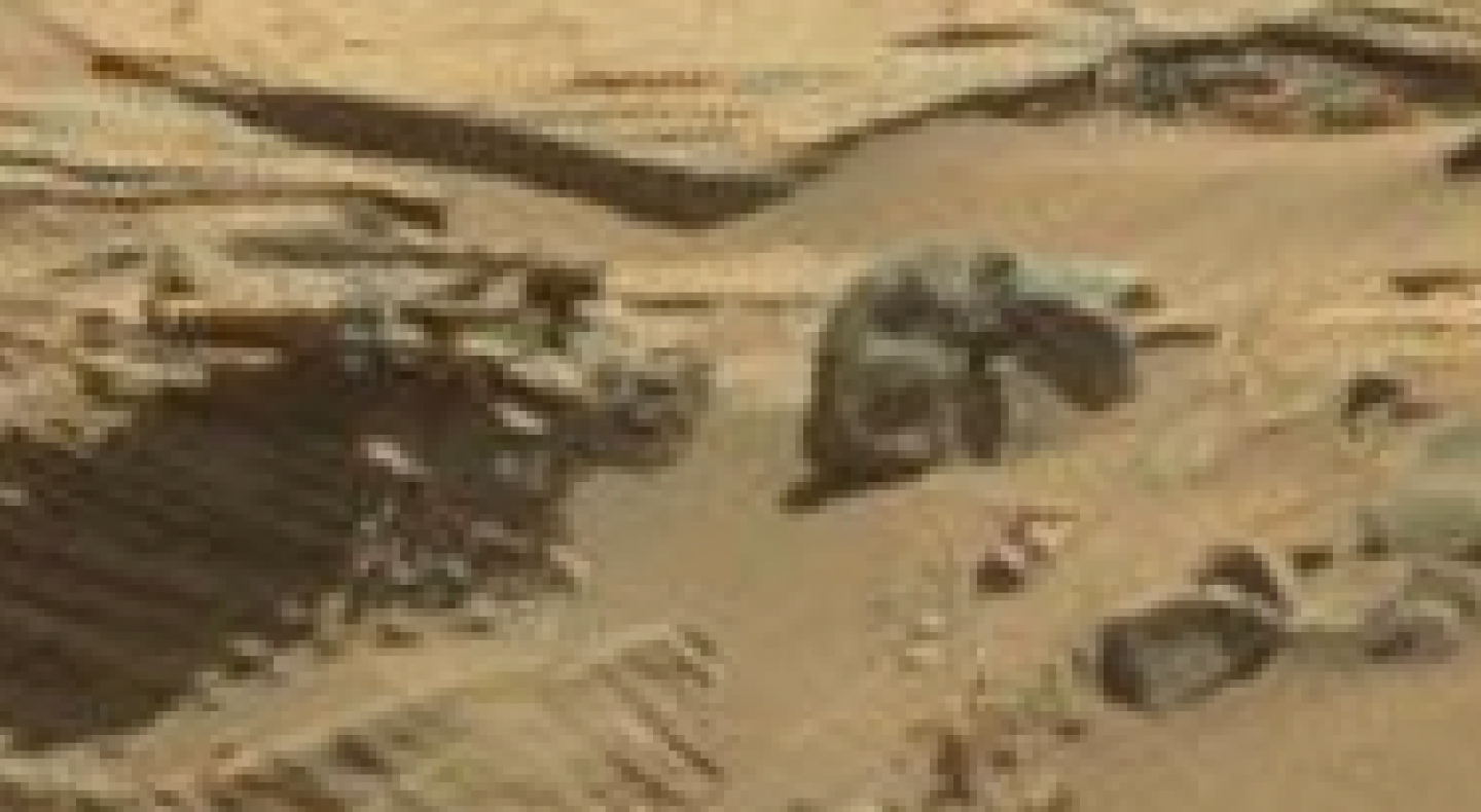 Mars anomalies - sand dollar like object
