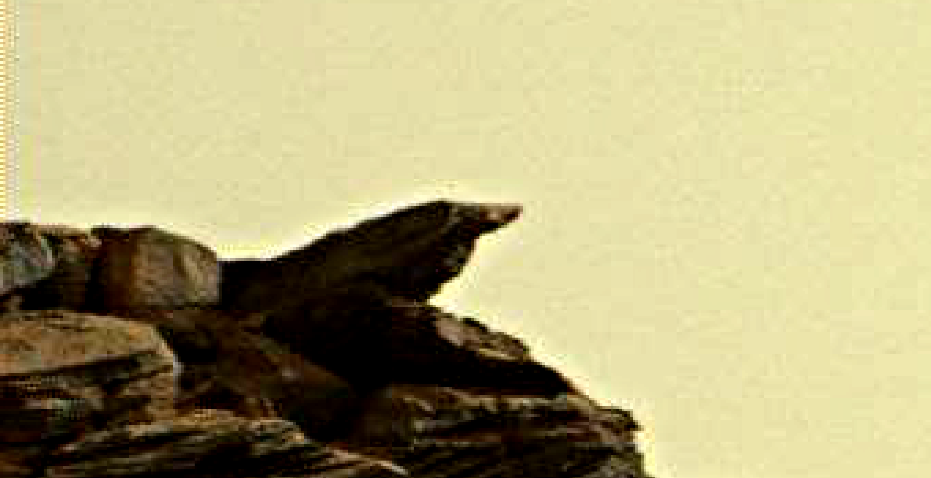 mars sol 1419 anomaly artifacts 1 was life on mars